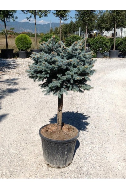 Ель колючая Глаука Глобоза на штамбе в контейнере